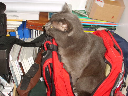 Picture of a cat / kitten / feline