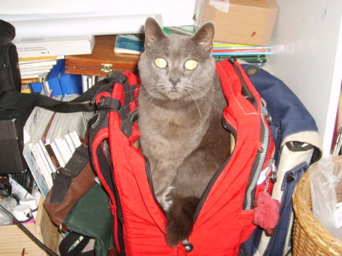 Picture of a cat / kitten / feline