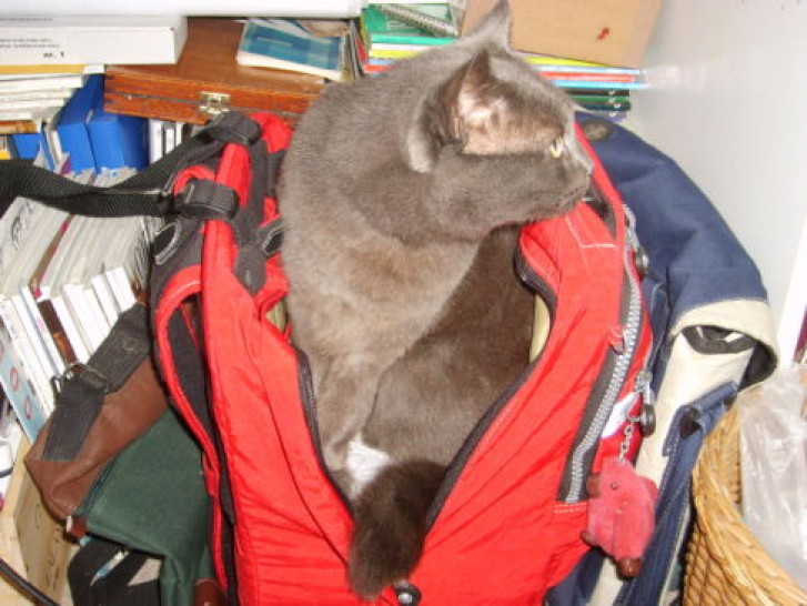 Picture of a cat / kitten / feline