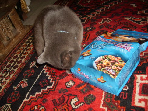 Picture of a cat / kitten / feline