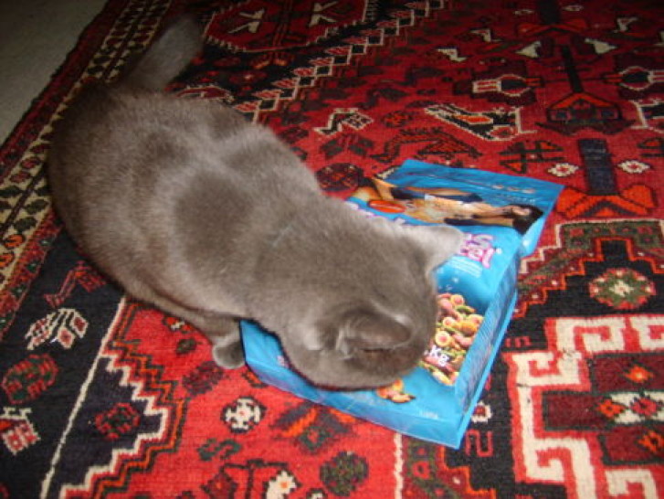 Picture of a cat / kitten / feline