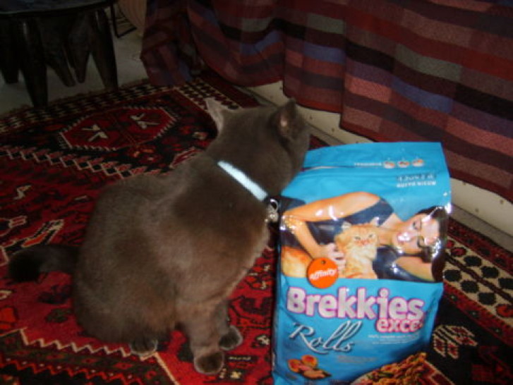 Picture of a cat / kitten / feline