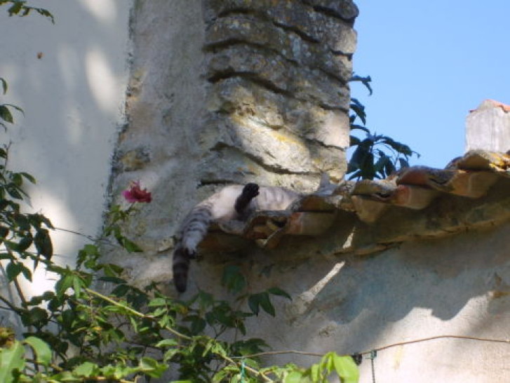 Picture of a cat / kitten / feline