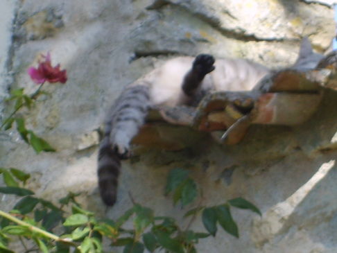 Picture of a cat / kitten / feline