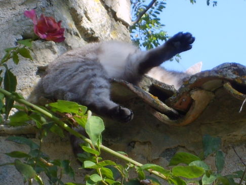 Picture of a cat / kitten / feline