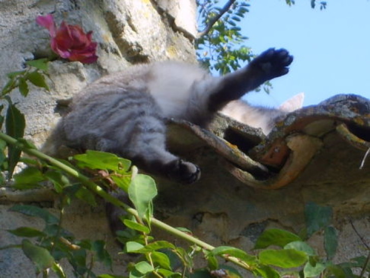 Picture of a cat / kitten / feline