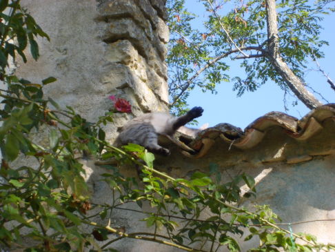 Picture of a cat / kitten / feline