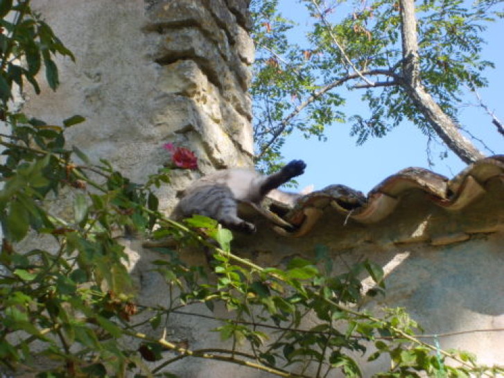 Picture of a cat / kitten / feline