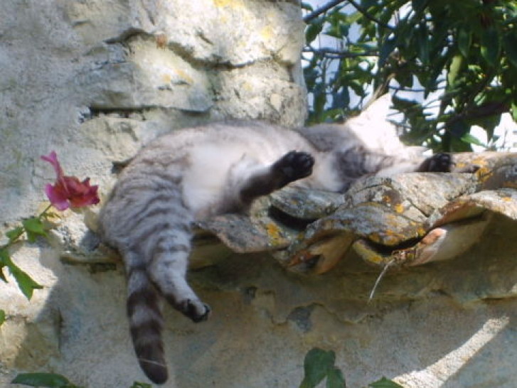 Picture of a cat / kitten / feline