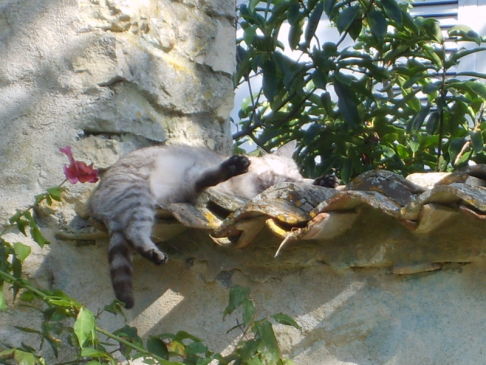 Picture of a cat / kitten / feline