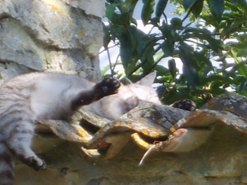 Picture of a cat / kitten / feline