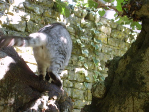 Picture of a cat / kitten / feline