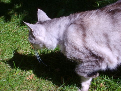 Picture of a cat / kitten / feline