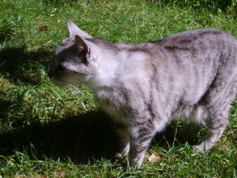 Picture of a cat / kitten / feline