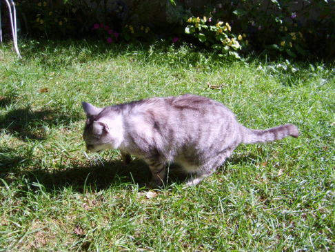 Picture of a cat / kitten / feline