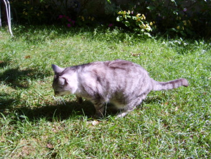 Picture of a cat / kitten / feline