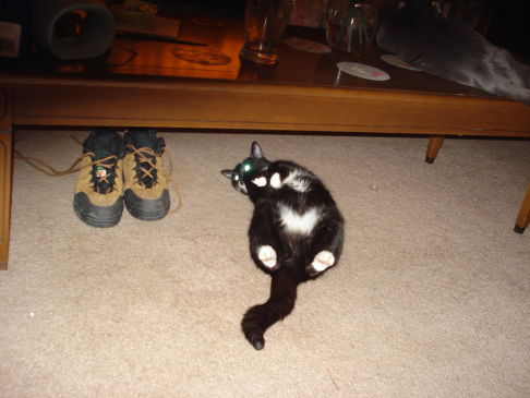 Picture of a cat / kitten / feline