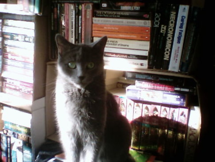 Picture of a cat / kitten / feline