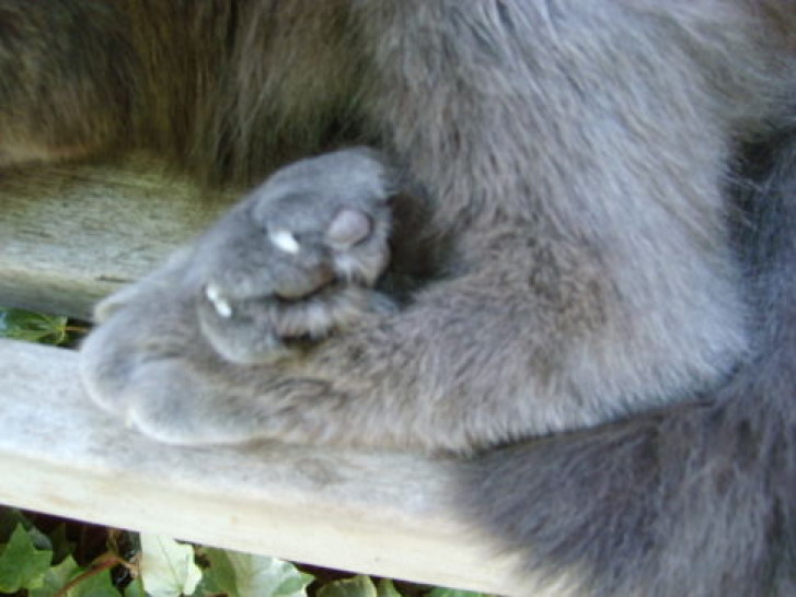 Picture of a cat / kitten / feline