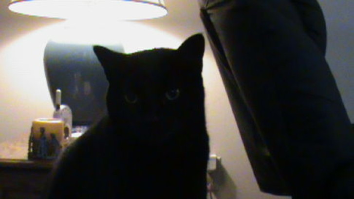 Picture of a cat / kitten / feline