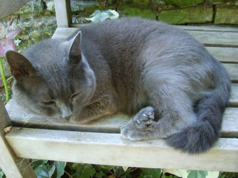 Picture of a cat / kitten / feline