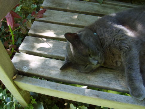 Picture of a cat / kitten / feline