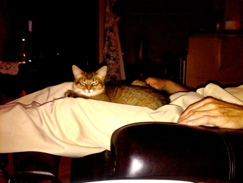 Picture of a cat / kitten / feline