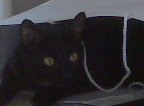 Picture of a cat / kitten / feline