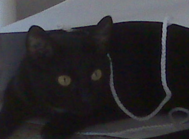 Picture of a cat / kitten / feline