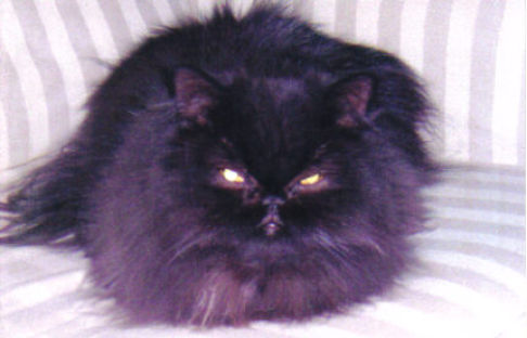 Picture of a cat / kitten / feline