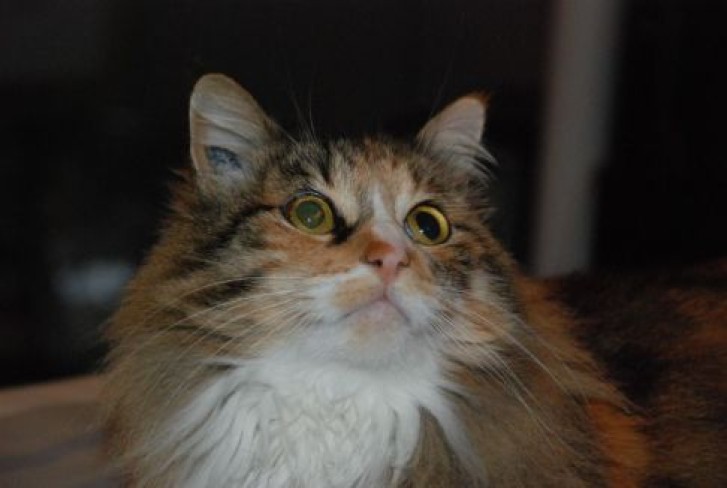 Picture of a cat / kitten / feline