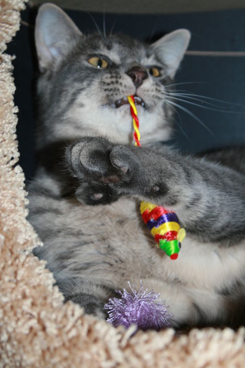 Picture of a cat / kitten / feline