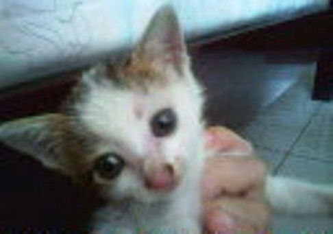 Picture of a cat / kitten / feline