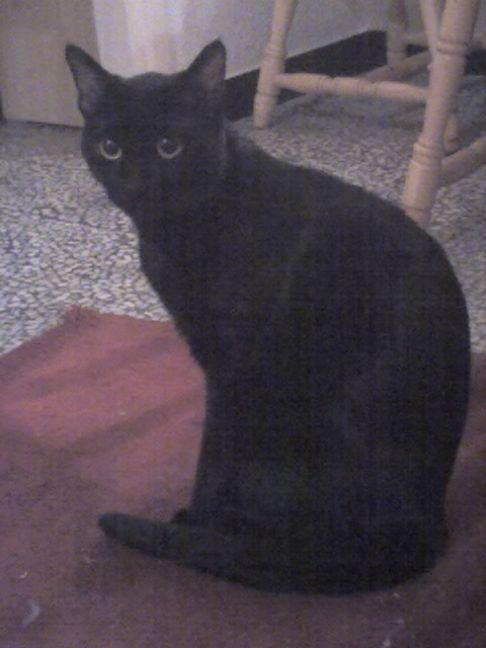 Picture of a cat / kitten / feline