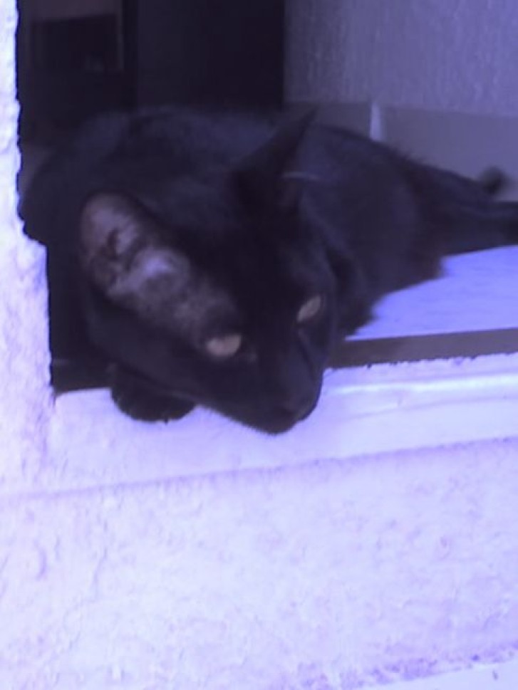 Picture of a cat / kitten / feline