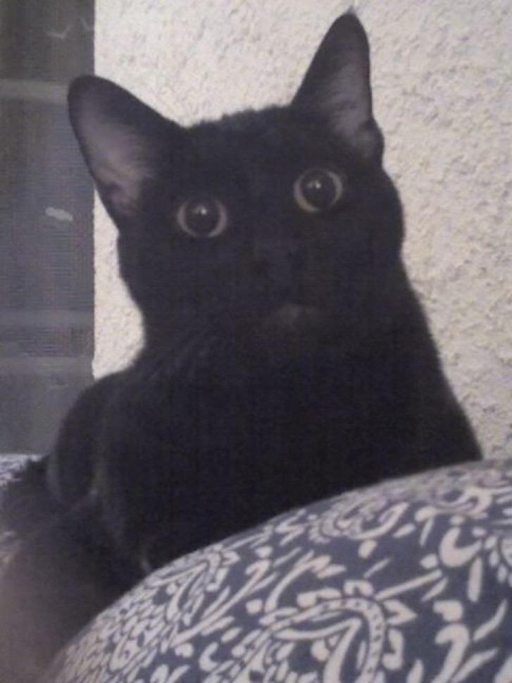 Picture of a cat / kitten / feline