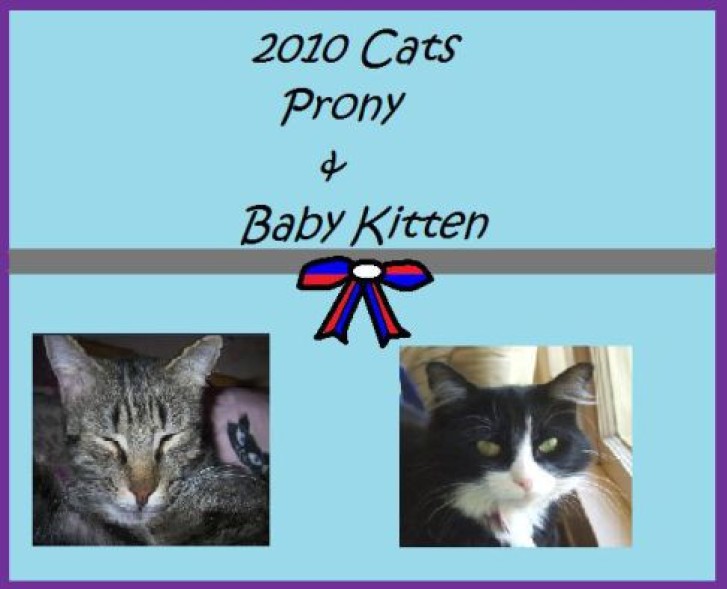 Picture of a cat / kitten / feline