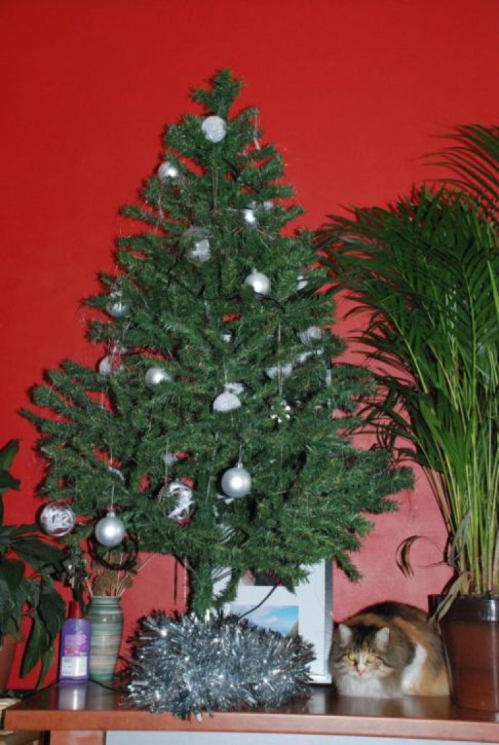 Picture of a cat / kitten / feline