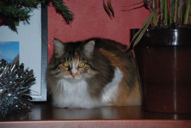 Picture of a cat / kitten / feline