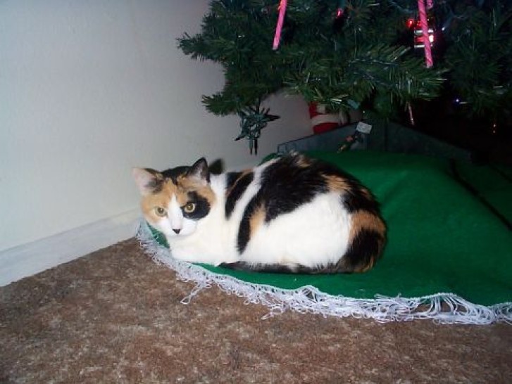 Picture of a cat / kitten / feline