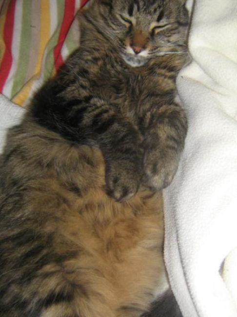 Picture of a cat / kitten / feline