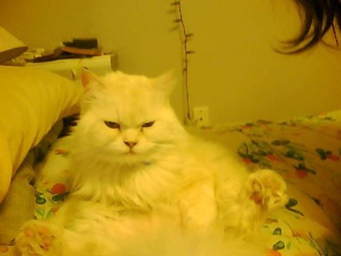 Picture of a cat / kitten / feline