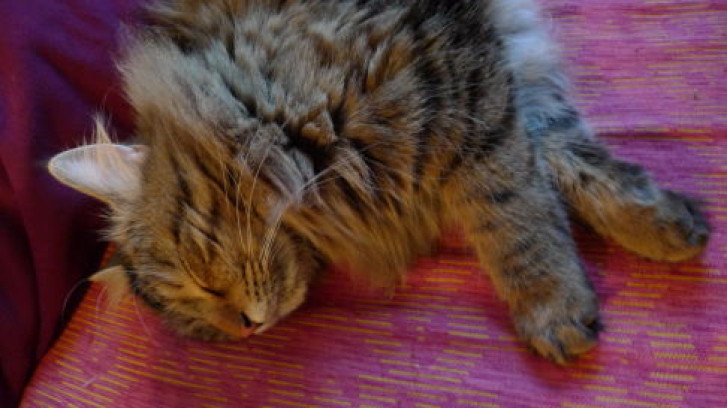 Picture of a cat / kitten / feline