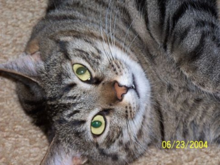 Picture of a cat / kitten / feline