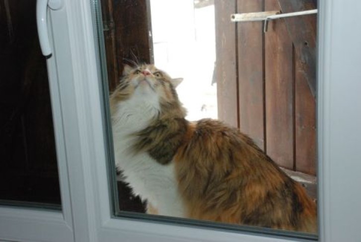 Picture of a cat / kitten / feline