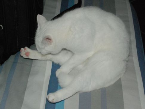 Picture of a cat / kitten / feline