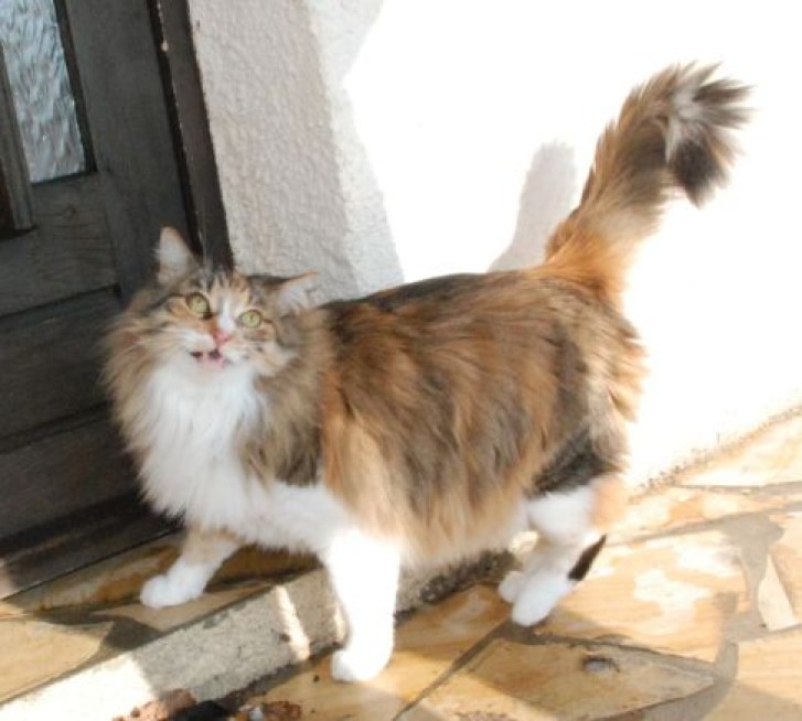 Picture of a cat / kitten / feline