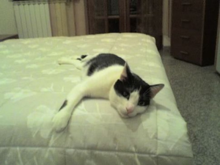 Picture of a cat / kitten / feline