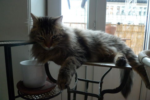 Picture of a cat / kitten / feline