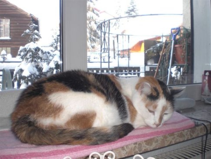 Picture of a cat / kitten / feline